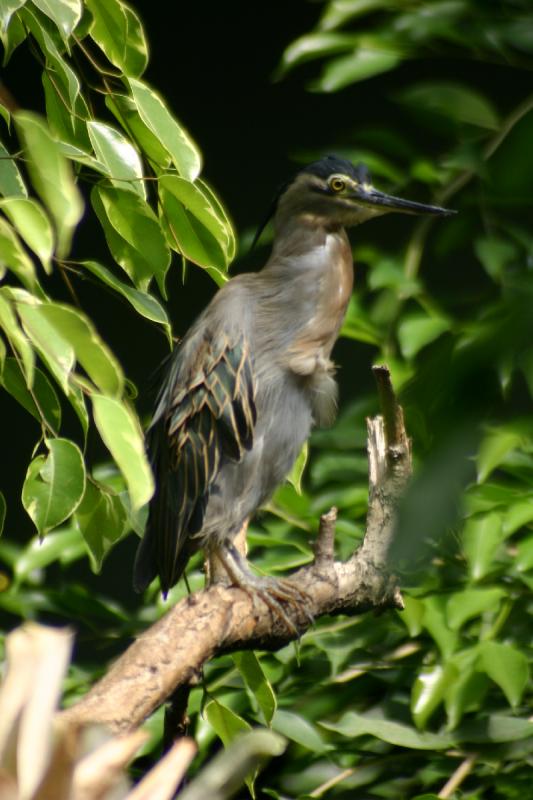 2005-08-24 13:30:59 ** Berlin, Deutschland, Zoo ** Dieser Vogel genießt die Sonne.