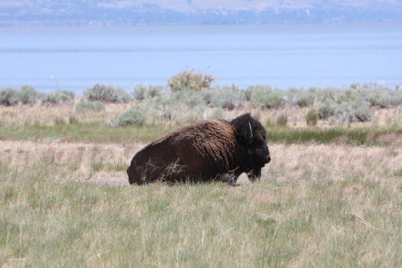 2012-06-11 13:00:45 ** Antelope Island, Bison, Utah ** 