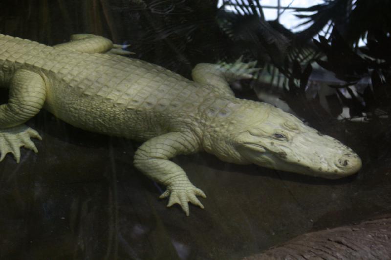 2007-05-06 15:37:20 ** Utah, Zoo ** Weißer Alligator.