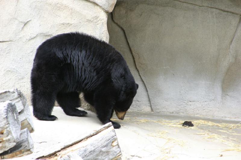 2007-05-06 15:55:00 ** Schwarzbär, Utah, Zoo ** Schwarzbär.