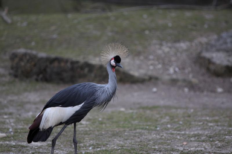 2010-04-10 16:32:32 ** Germany, Munich, Zoo ** 