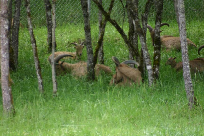 2005-05-07 14:41:13 ** Oregon, Roseburg, Zoo ** Bighorn sheep.