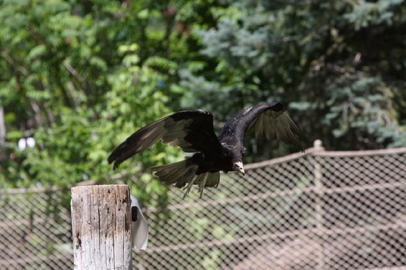 2011-07-15 13:10:33 ** Utah, Zoo ** 