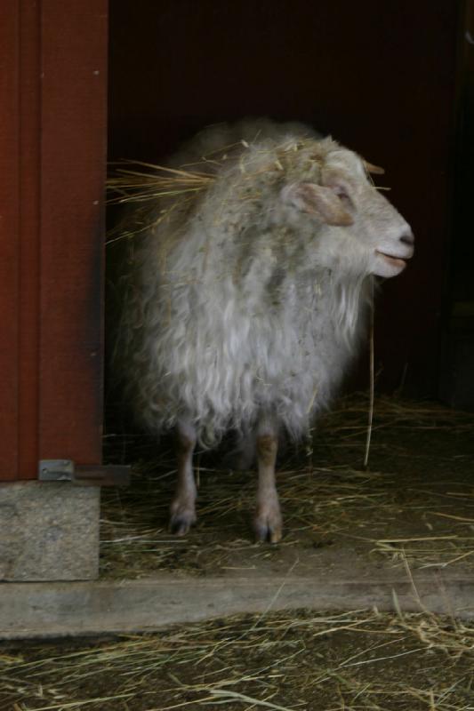 2005-05-07 13:47:52 ** Oregon, Roseburg, Zoo ** A sheep.