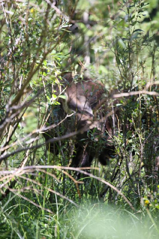 2010-08-21 10:55:19 ** Moose, Uinta Mountains ** 