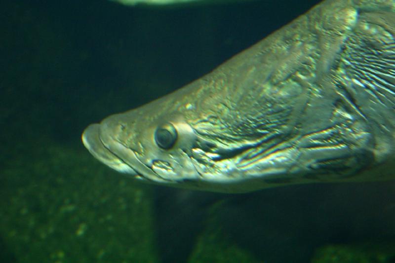 2006-11-29 14:00:50 ** Aquarium, Berlin, Deutschland, Zoo ** Die Köpfe dieser Fische sehen aus wie Knochen.