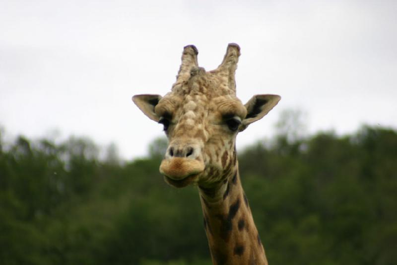 2005-05-07 15:00:22 ** Oregon, Roseburg, Zoo ** Die Giraffe, die ich bereits vorher schon ein paar Mal fotografiert habe.