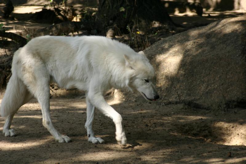 2005-08-24 14:48:42 ** Berlin, Deutschland, Zoo ** Polarwolf.