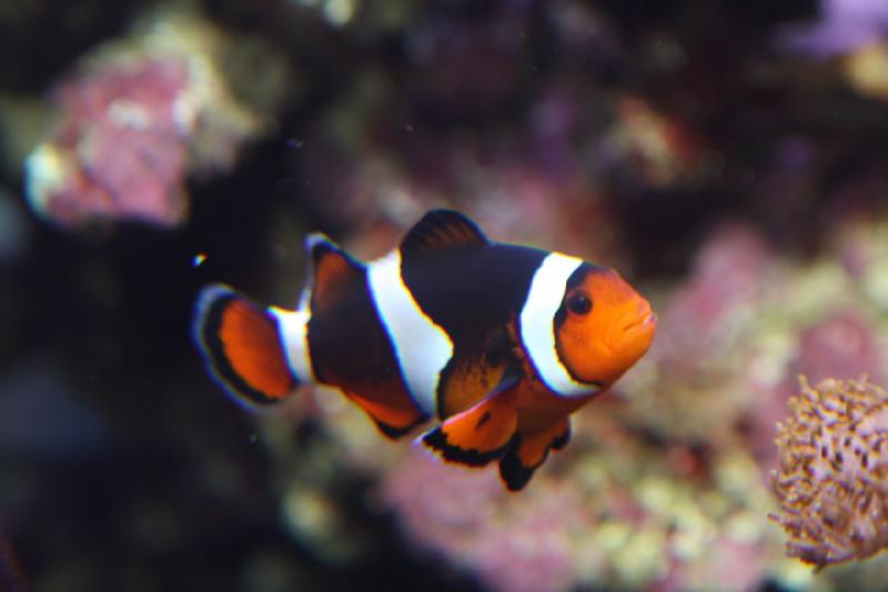 2011-01-22 10:22:25 ** Aquarium, Utah, Zoo ** 