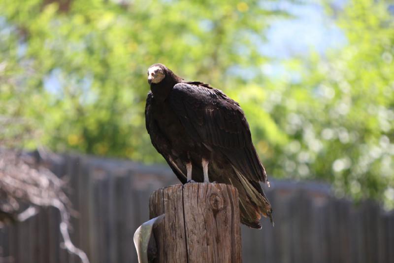 2011-07-15 13:10:06 ** Utah, Zoo ** 