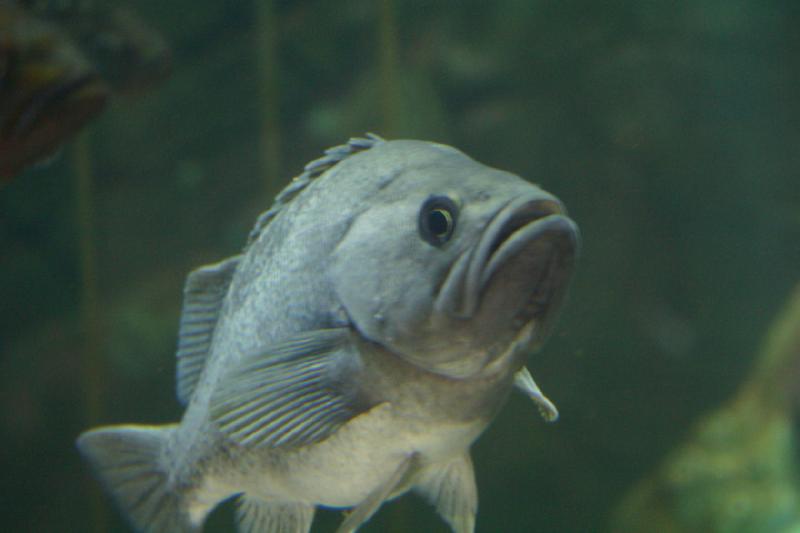 2007-09-01 10:56:46 ** Aquarium, Seattle ** Ein grauer Fisch im Aquarium.