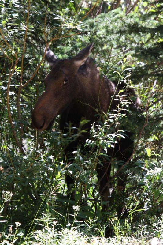 2010-08-21 11:15:30 ** Moose, Uinta Mountains ** 