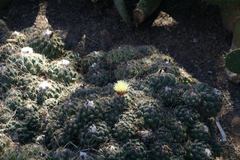 2007-10-27 13:15:58 ** Botanischer Garten, Kaktus, Phoenix ** Viele Blüten auf diesen Kakteen.