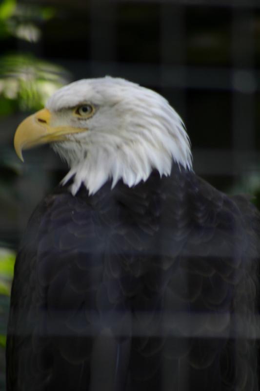 2005-08-24 15:57:30 ** Berlin, Deutschland, Weißkopfseeadler, Zoo ** Weißkopfseeadler.