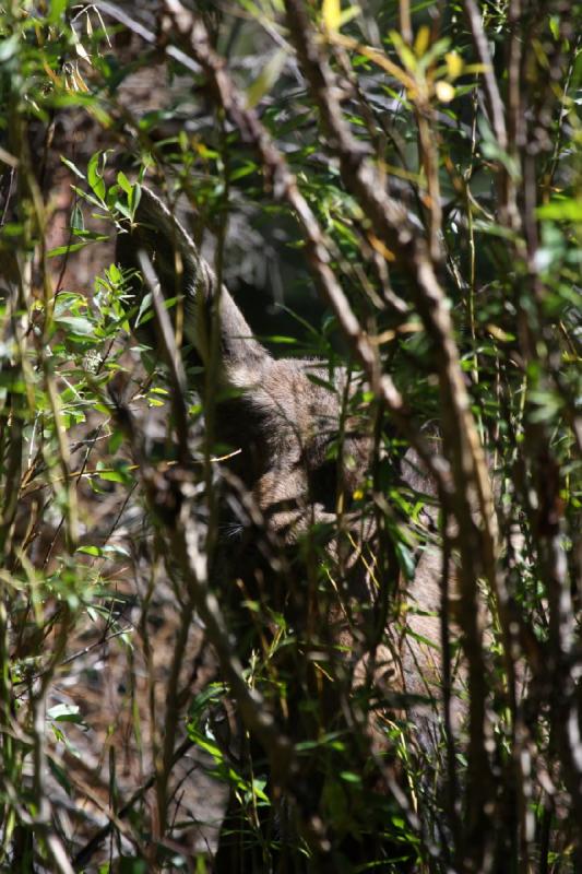 2010-08-21 11:01:27 ** Moose, Uinta Mountains ** 