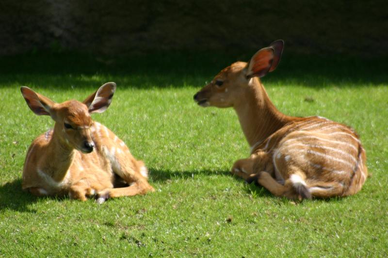 2005-08-24 14:26:40 ** Berlin, Deutschland, Zoo ** Fast wie Bambi.