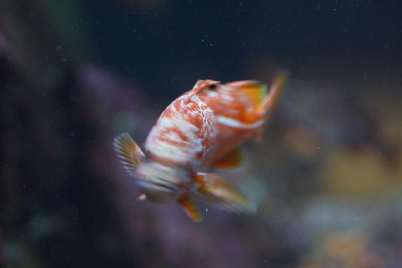 2012-06-16 12:26:44 ** Aquarium, Seattle ** 