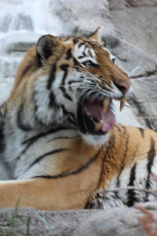 2012-05-17 19:17:52 ** Tiger, Utah, Zoo ** 