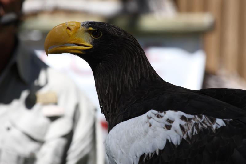 2011-07-15 15:02:45 ** Riesenseeadler, Utah, Zoo ** 