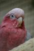 A galah, I think.