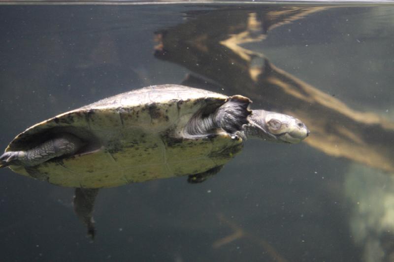 2014-03-12 11:23:19 ** Chicago, Illinois, Shedd Aquarium ** 