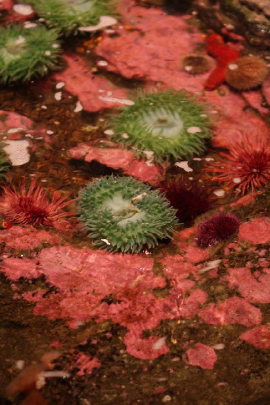 2012-06-16 10:29:45 ** Aquarium, Seattle ** 