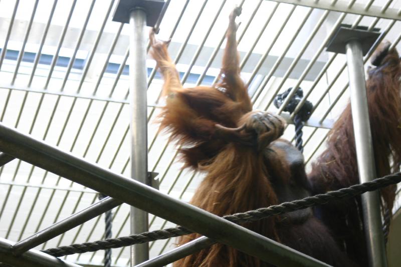 2005-08-24 17:43:12 ** Berlin, Germany, Zoo ** Orang-utans.