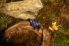Gelber und blauer Frosch.
