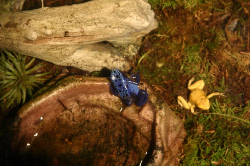 2007-10-13 12:57:38 ** Aquarium, California, Zoo ** Yellow and blue frog. 2007-10-13 12:57:38 ** Aquarium, California, Zoo ** Yellow and blue frog.