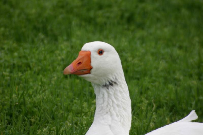 2005-05-07 15:06:41 ** Oregon, Roseburg, Zoo ** Goosehead.