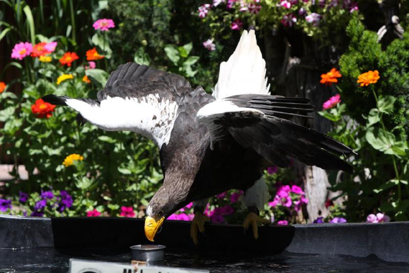 2011-07-15 13:02:46 ** Riesenseeadler, Utah, Zoo ** 