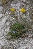 Wild flowers near the geysers.