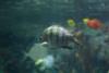 Fish with stripes.