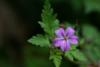 Cranesbills or Geranium at the side of the path.