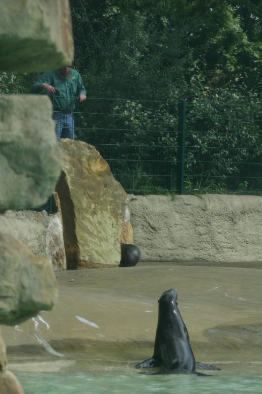 2005-08-24 15:29:39 ** Berlin, Germany, Zoo ** Feeding of the Sea Lions.