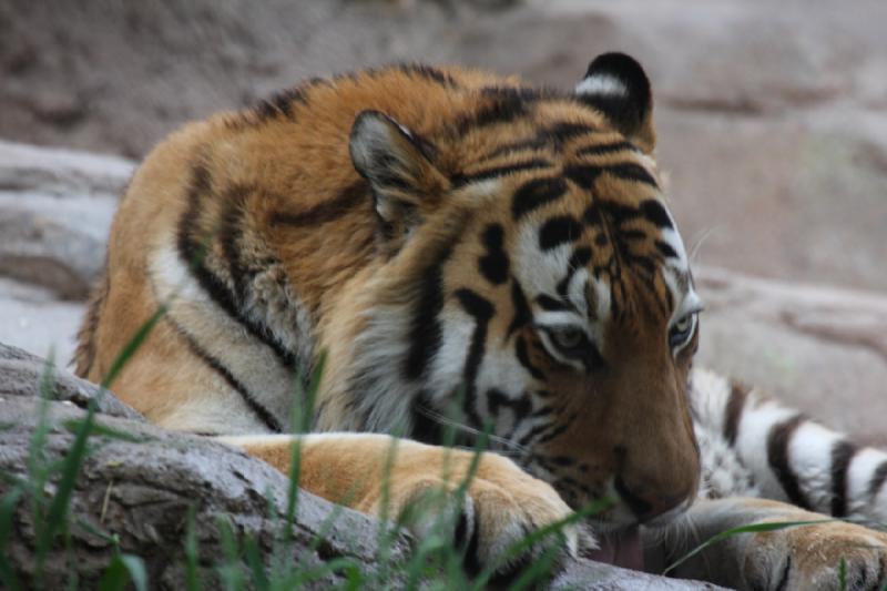 2012-05-17 19:14:48 ** Tiger, Utah, Zoo ** 