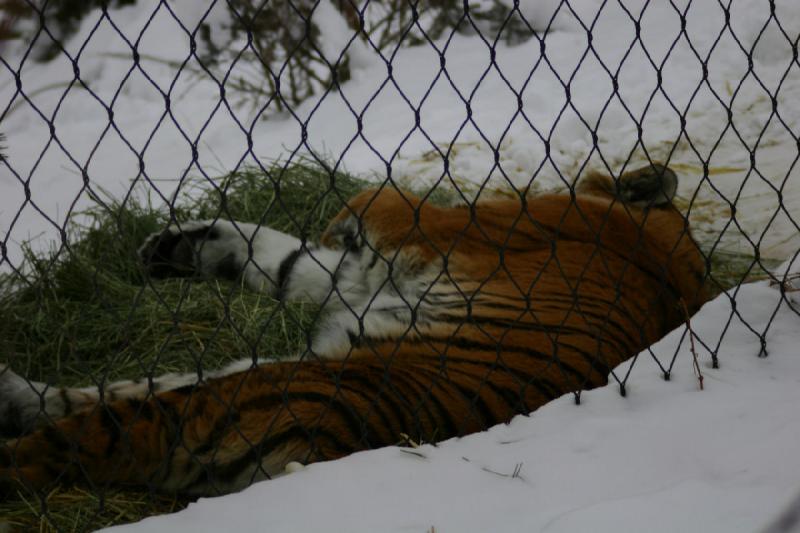 2007-12-09 16:14:22 ** Utah, Zoo ** Sibirischer Tiger.