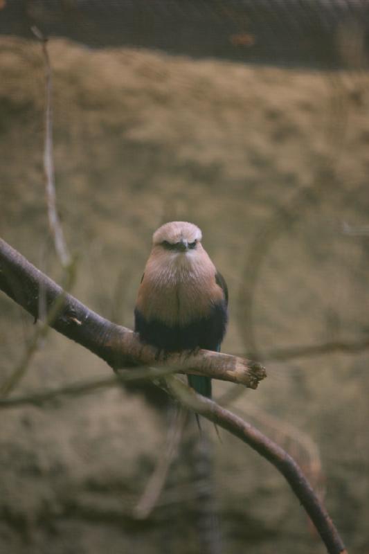 2010-04-13 13:37:23 ** Deutschland, Walsrode, Zoo ** 