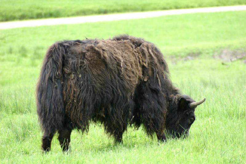 2005-05-07 15:10:41 ** Oregon, Roseburg, Zoo ** Buffalo.