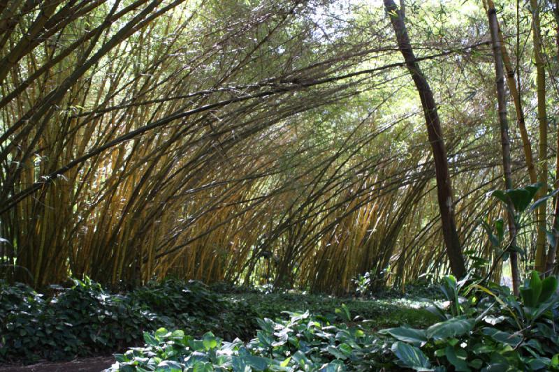 2011-11-27 10:46:38 ** Botanischer Garten, Hawaiʻi, Kauaʻi ** 