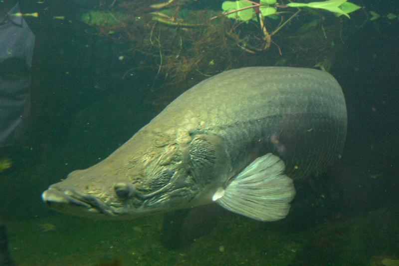 2005-08-25 14:03:43 ** Aquarium, Berlin, Deutschland, Zoo ** Sehr großer Fisch mit einem eigenartigen Kopf.