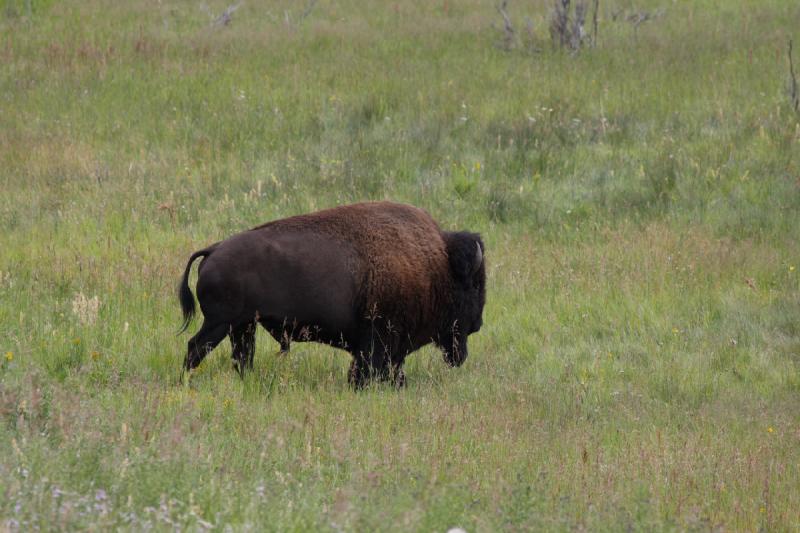 2009-08-05 13:46:06 ** Bison, Yellowstone Nationalpark ** 