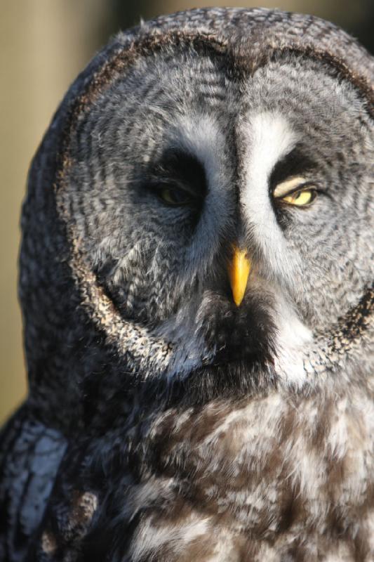 2010-04-13 17:56:27 ** Deutschland, Walsrode, Zoo ** Bartkauz oder Lapplandeule (Strix nebulosa), größte Art der Gatting Strix.