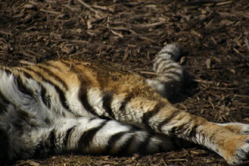 2007-03-11 14:45:36 ** Tiger, Utah, Zoo ** Tiger.