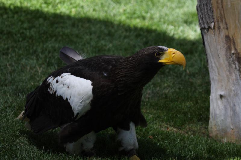 2011-07-15 15:02:16 ** Riesenseeadler, Utah, Zoo ** 