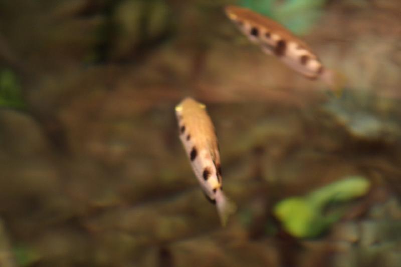 2014-03-12 16:05:49 ** Chicago, Illinois, Shedd Aquarium ** 