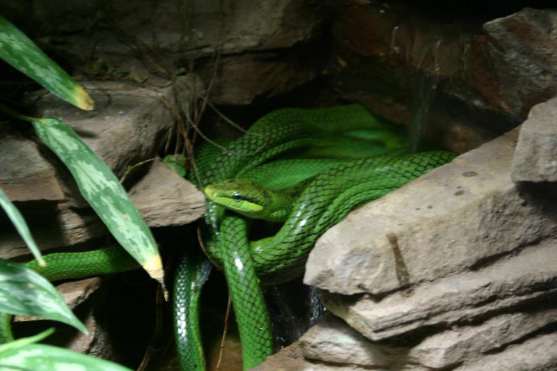 2005-08-25 15:04:02 ** Berlin, Deutschland, Zoo ** Schlange.