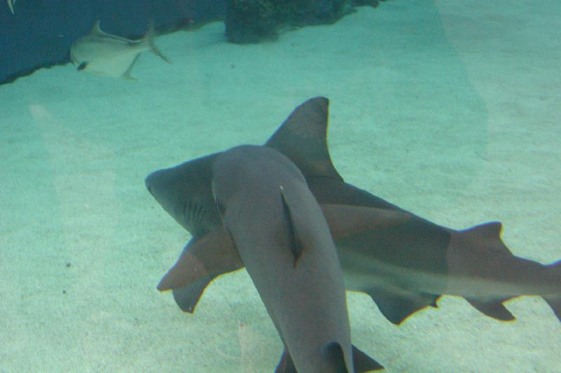 2007-10-13 11:29:46 ** Aquarium, California, Zoo ** Sharks. 2007-10-13 11:29:46 ** Aquarium, California, Zoo ** Sharks.