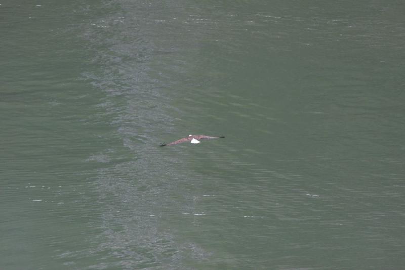 2012-06-20 09:42:17 ** Alaska, Kreuzfahrt, Tracy Arm, Weißkopfseeadler ** 