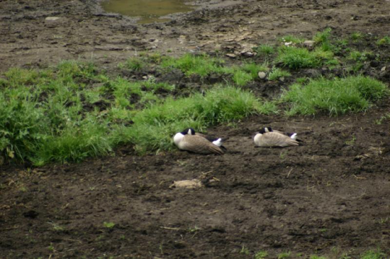 2005-05-07 14:51:00 ** Oregon, Roseburg, Zoo ** Geese.